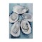 Stupell Industries Five Oyster Shells Canvas Design By Petal Prints Design